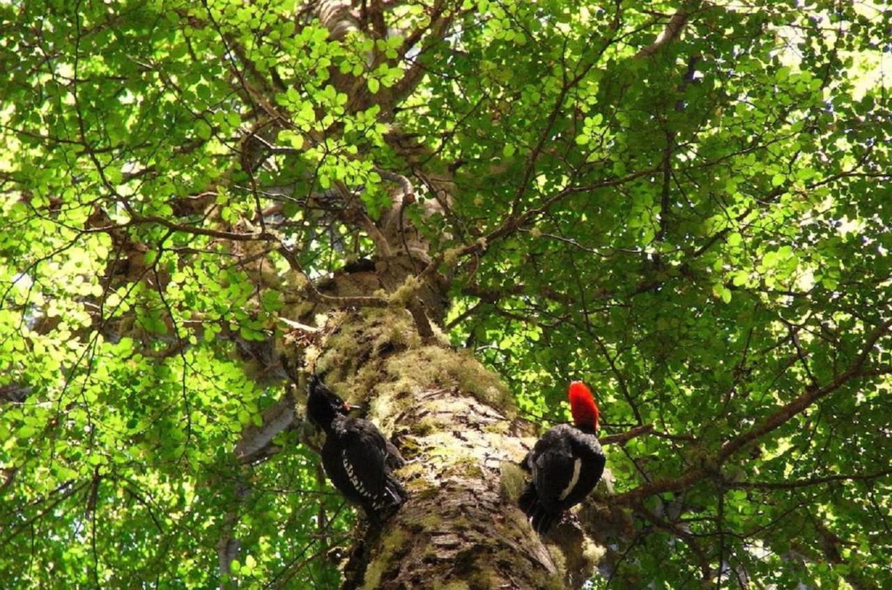 Basecamp Las Trancas Villa Dış mekan fotoğraf